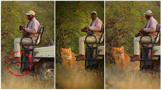 Why Do Lion Not Attack When you Are In Safari Vehicle? The Answer Will Make You Surprise! screenshot 3